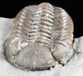 Long Eldredgeops Trilobite - Paulding, Ohio #55456-2